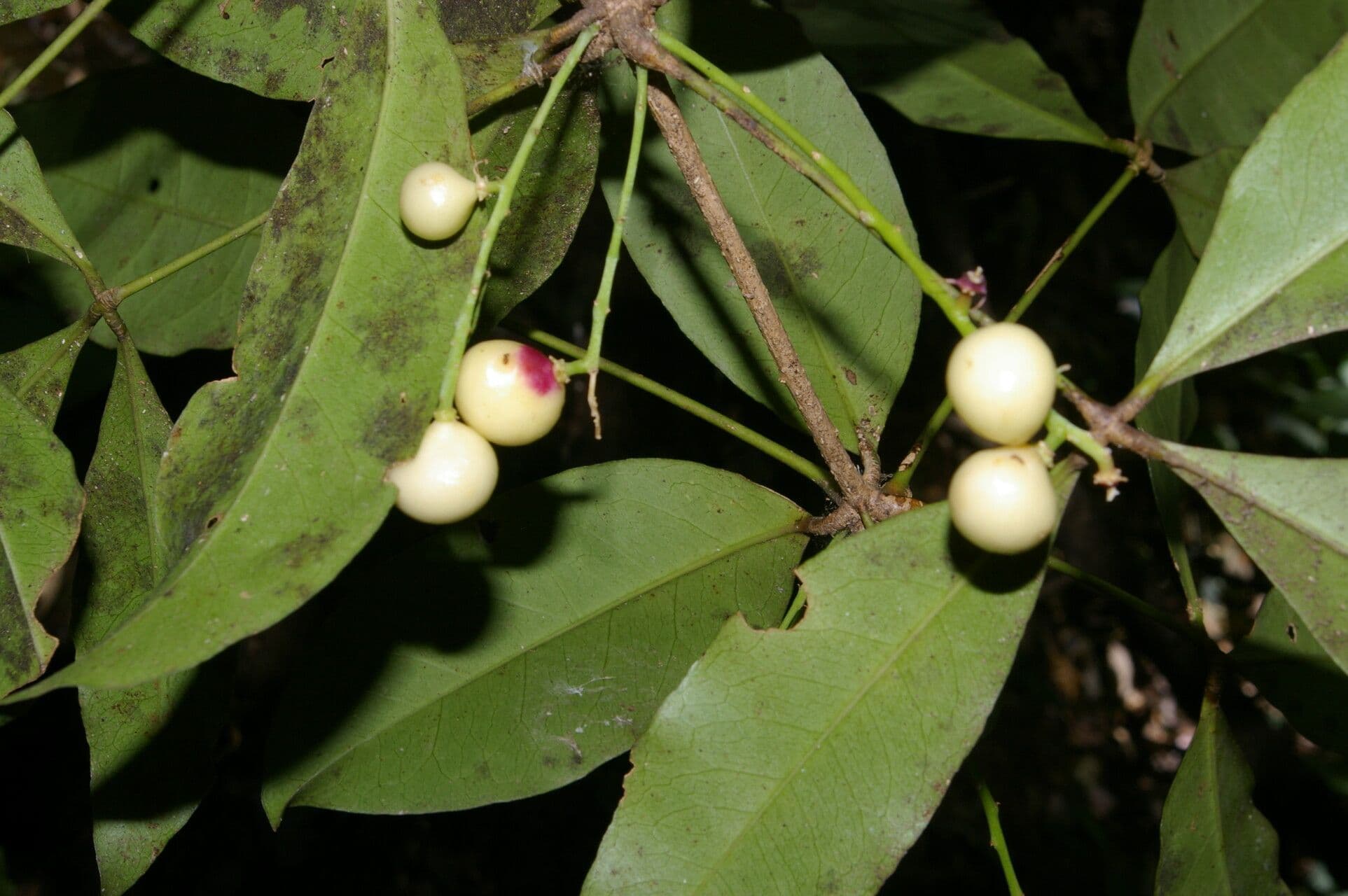 Psohlav 2