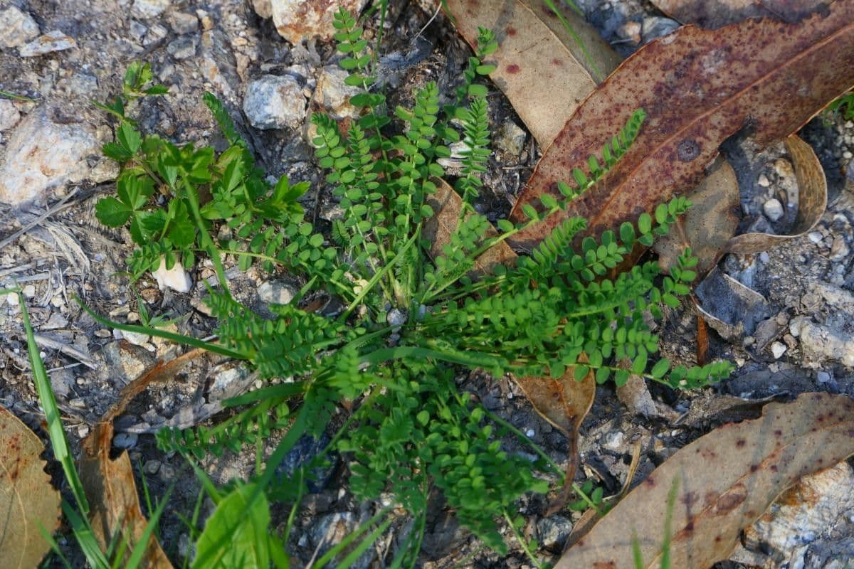 Ornithopus pinnatus 11