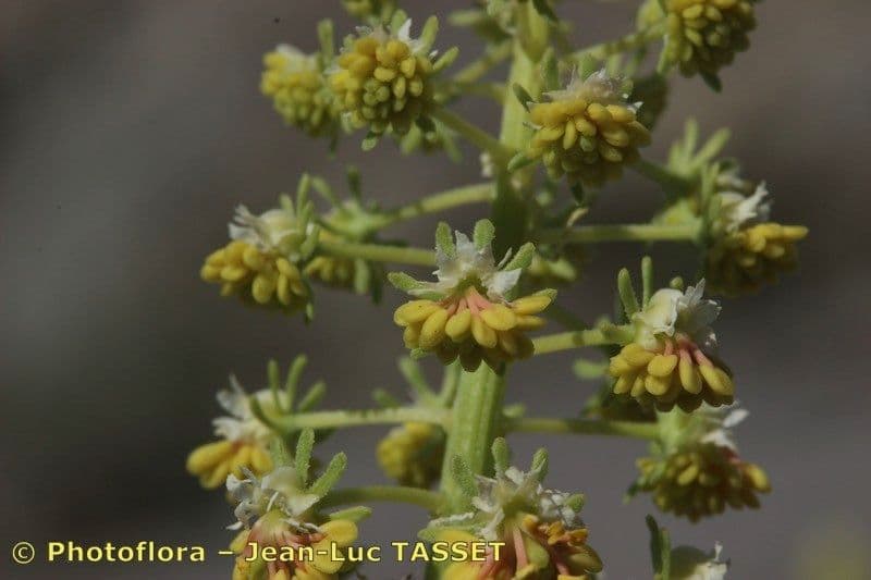 Reseda 9