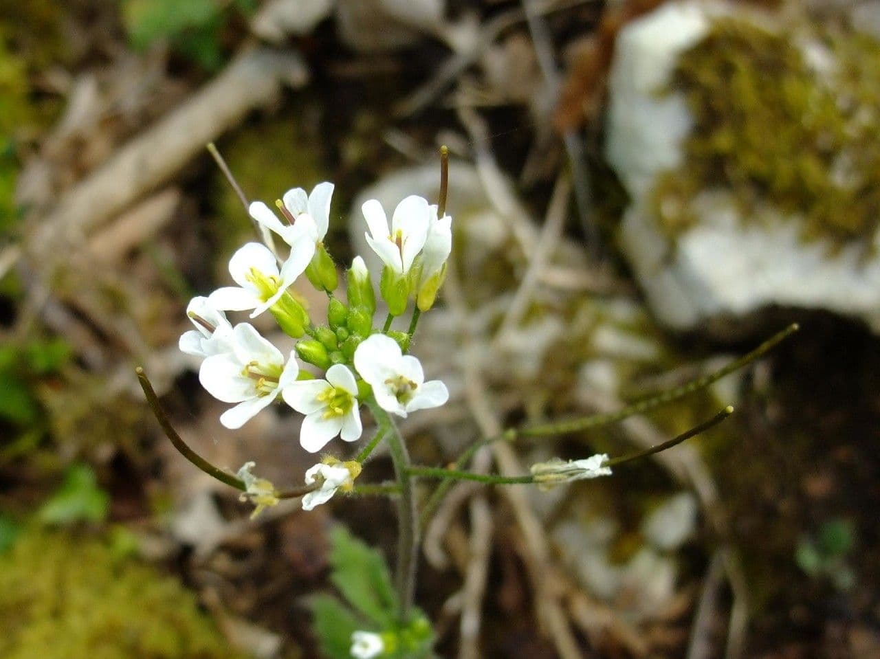 Arabis nova 5