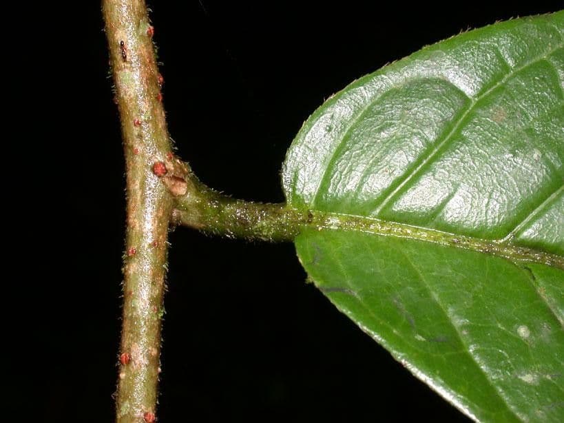 Dichapetalum 11