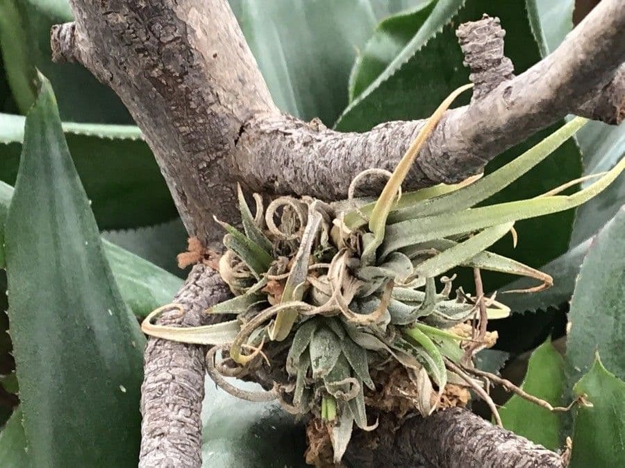 Tillandsia brachycaulos 7