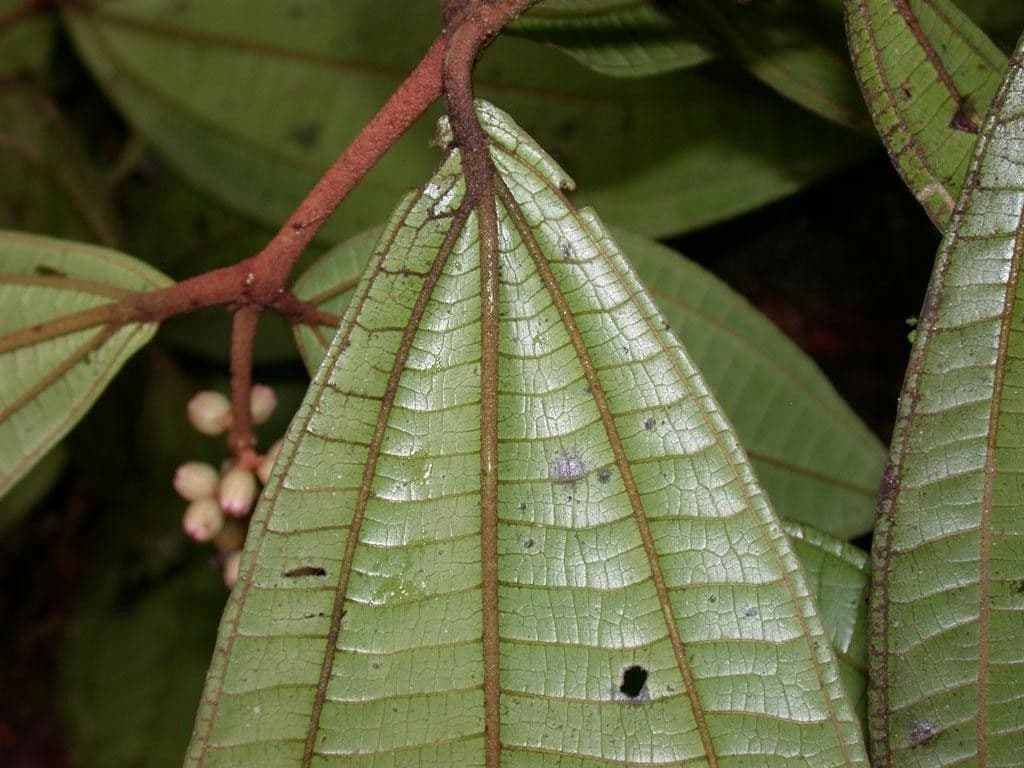 Miconia 12