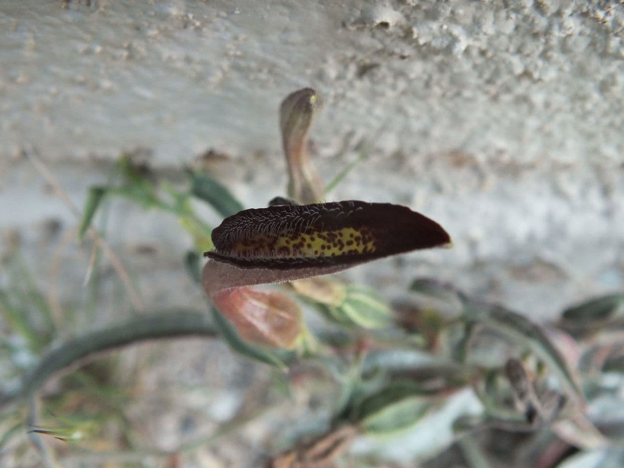 Aristolochia 4