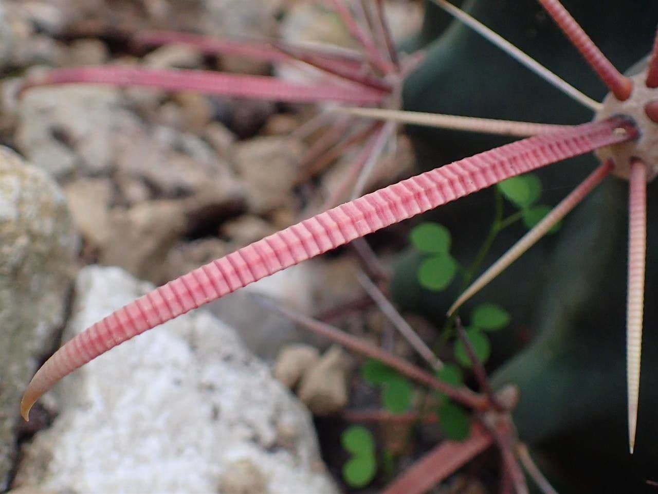 Cactus a botte di Emory 4