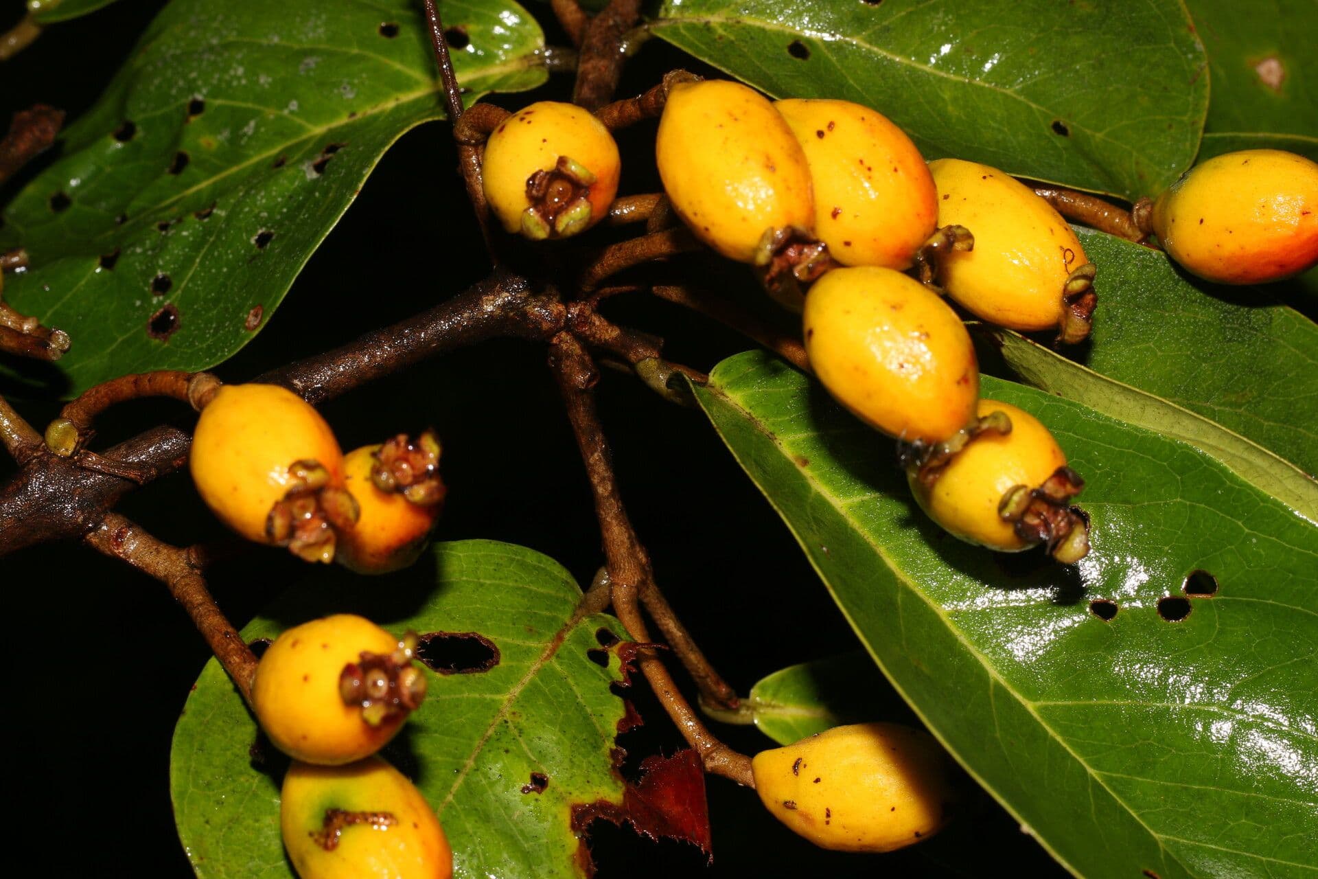 Eugenia 4