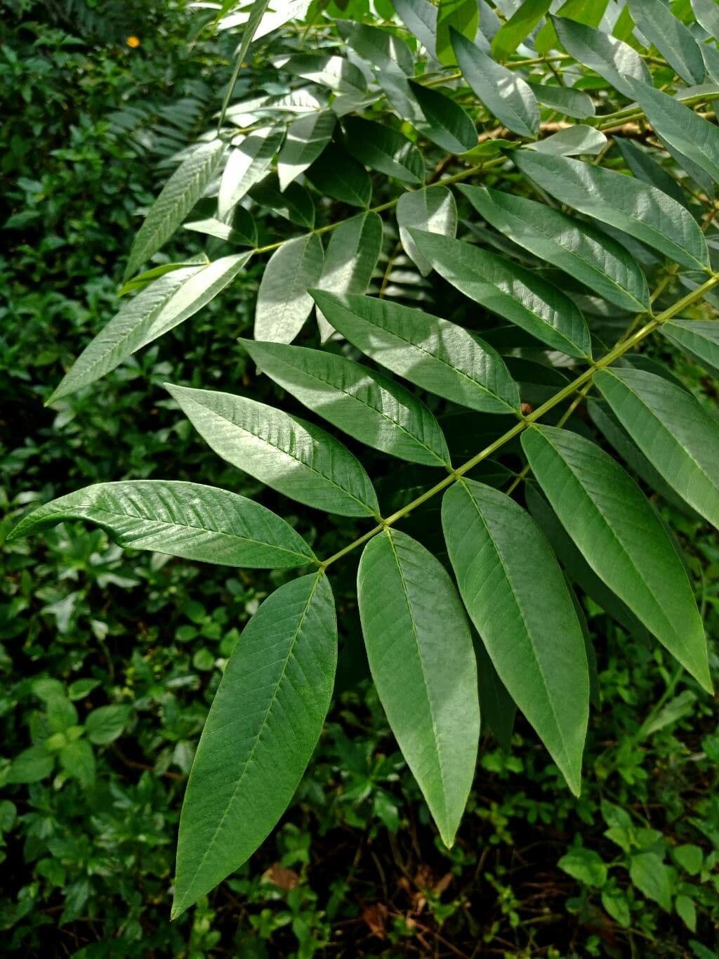 Cassia spectabilis 16