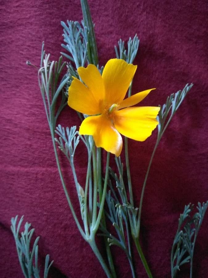 Wüsten-Mohn