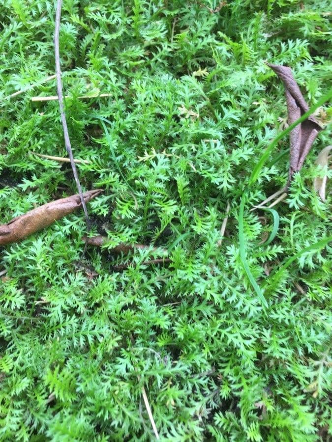 Cotula australis 14