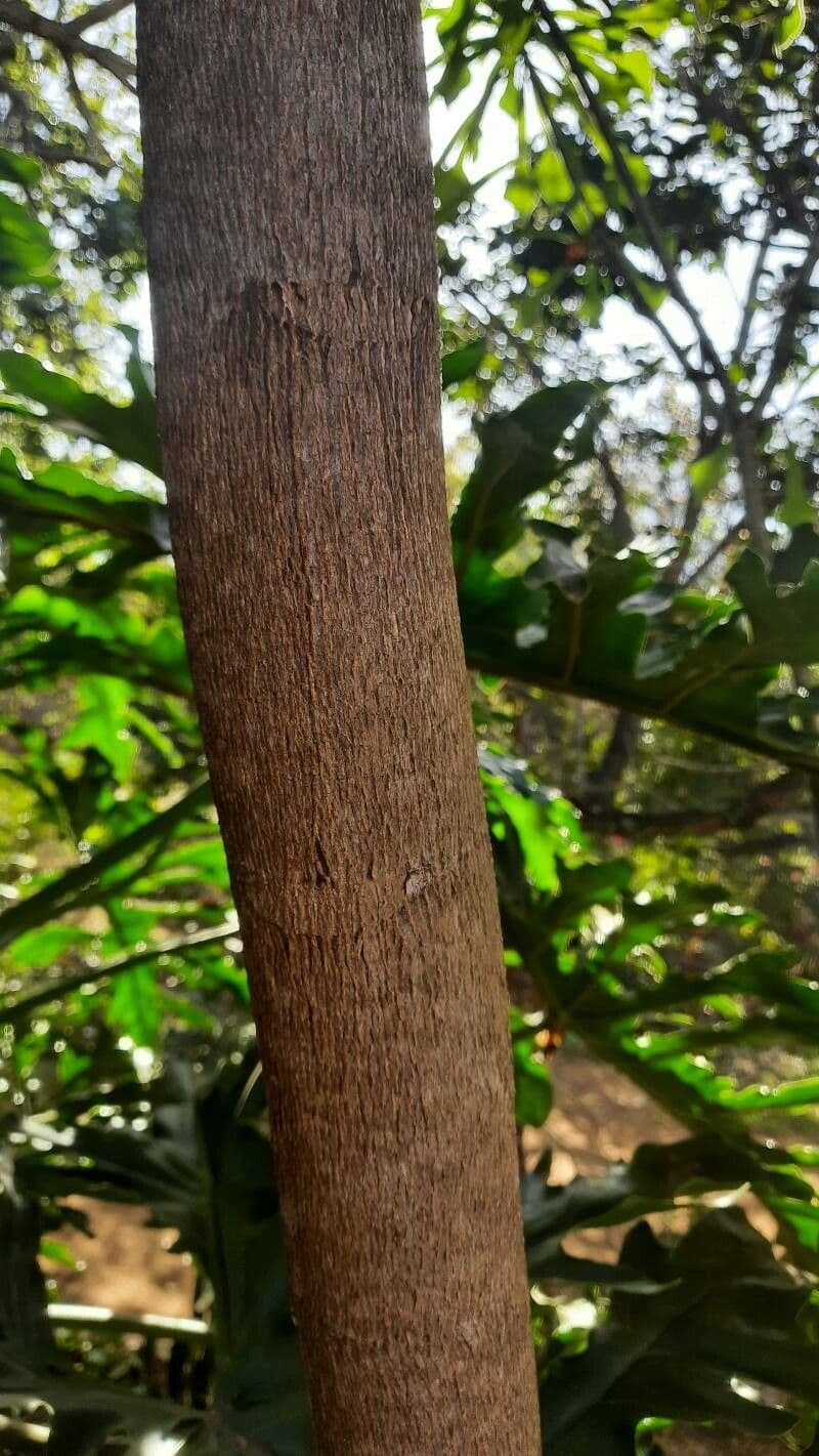 Macadamia 24