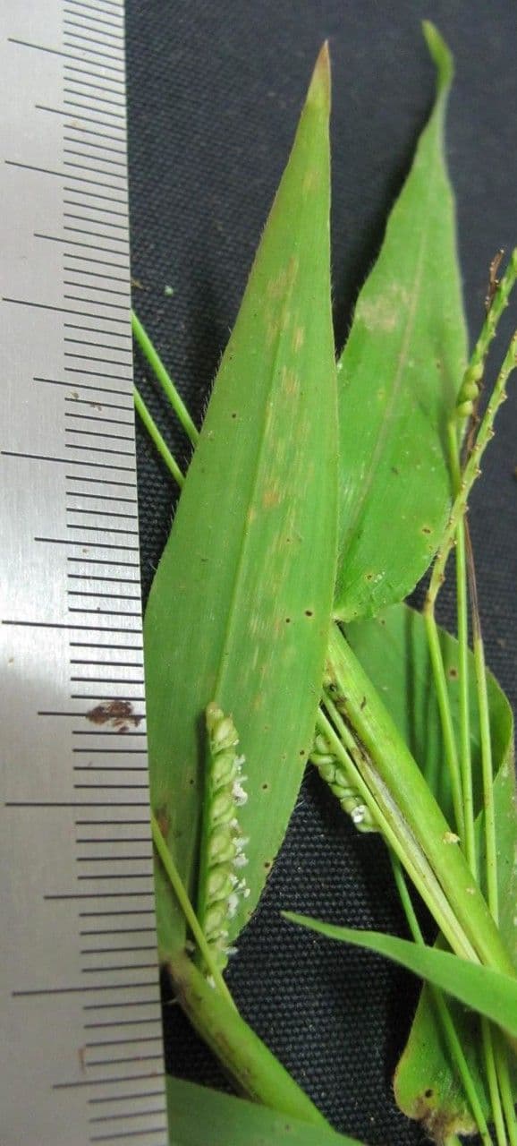 Decumbent crowngrass 11