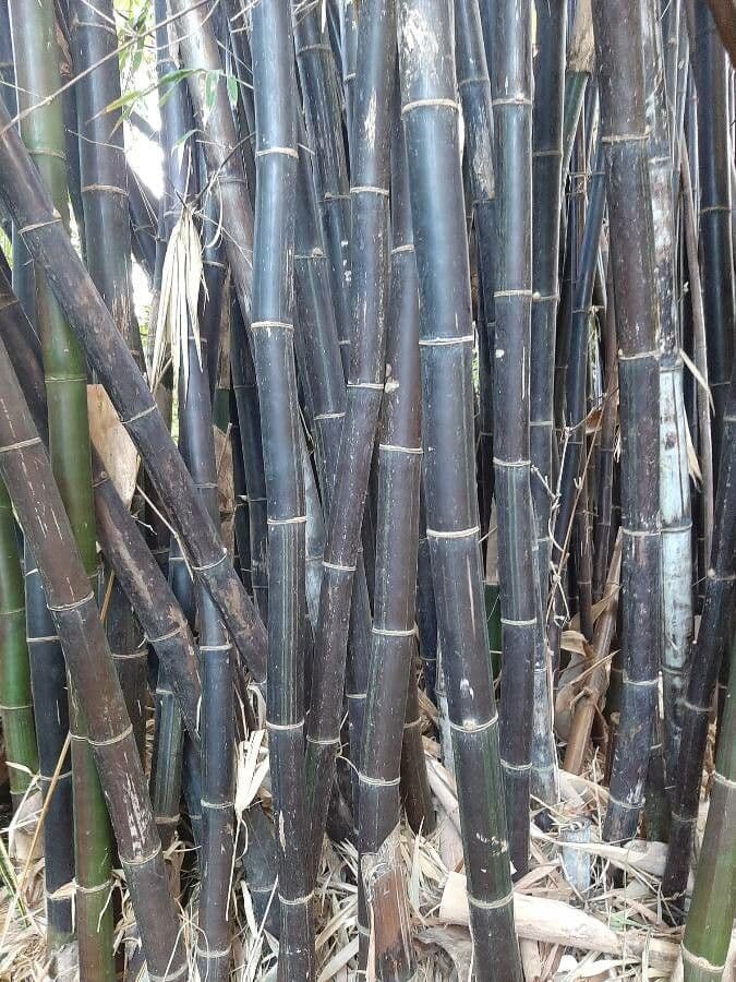 Bambù nero di Timor