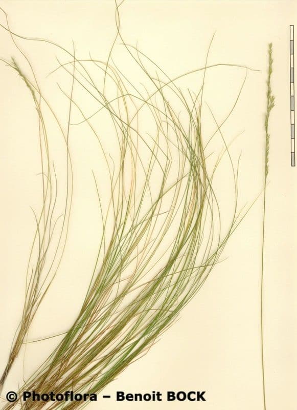 Festuca ovina 22