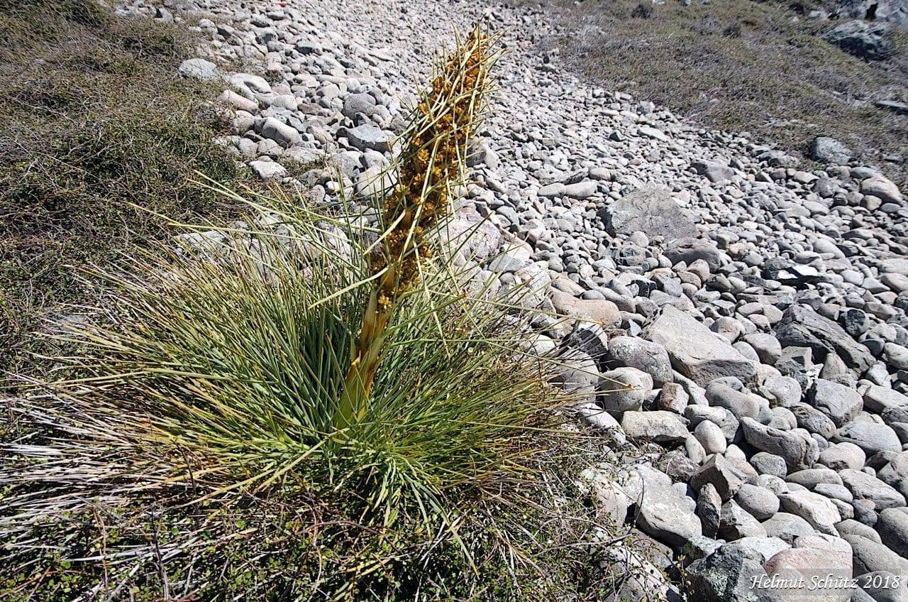 Aciphylla squarrosa