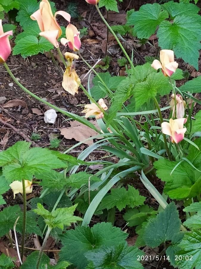Clusius-Tulpe 15