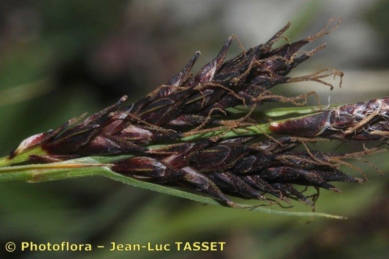 Fransensegge 10
