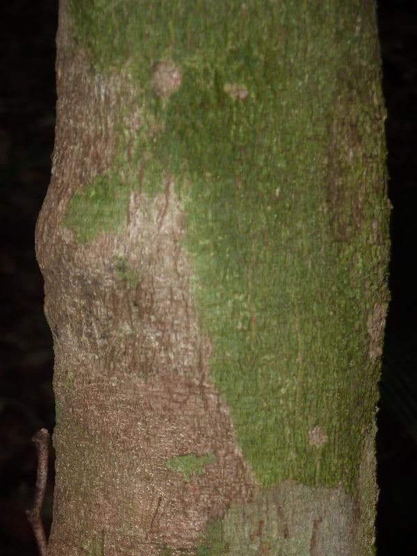Protium heptaphyllum 19