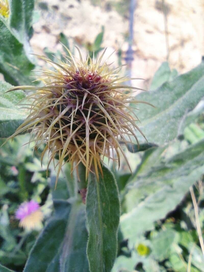Centaurea