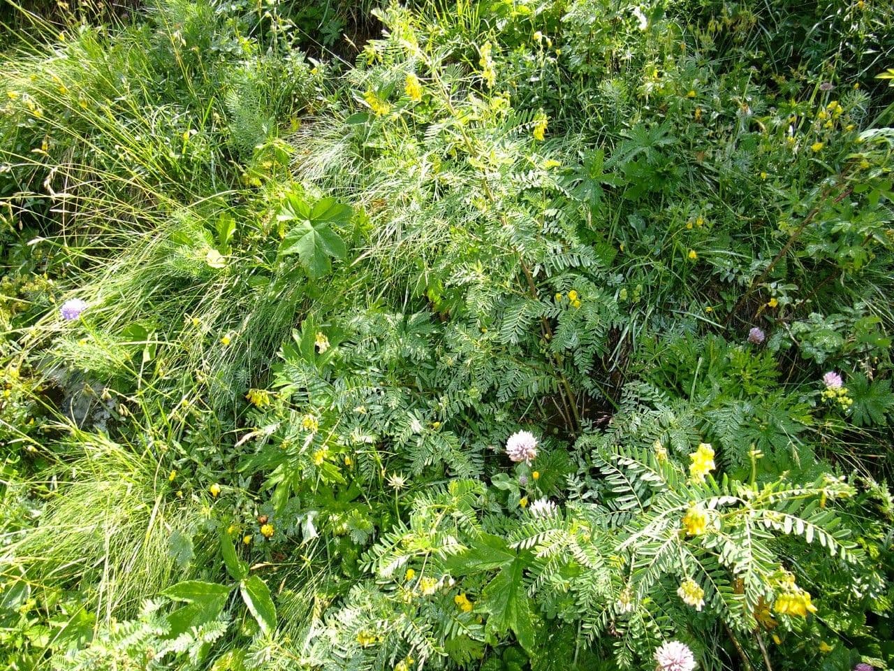 Astragalus penduliflorus 13