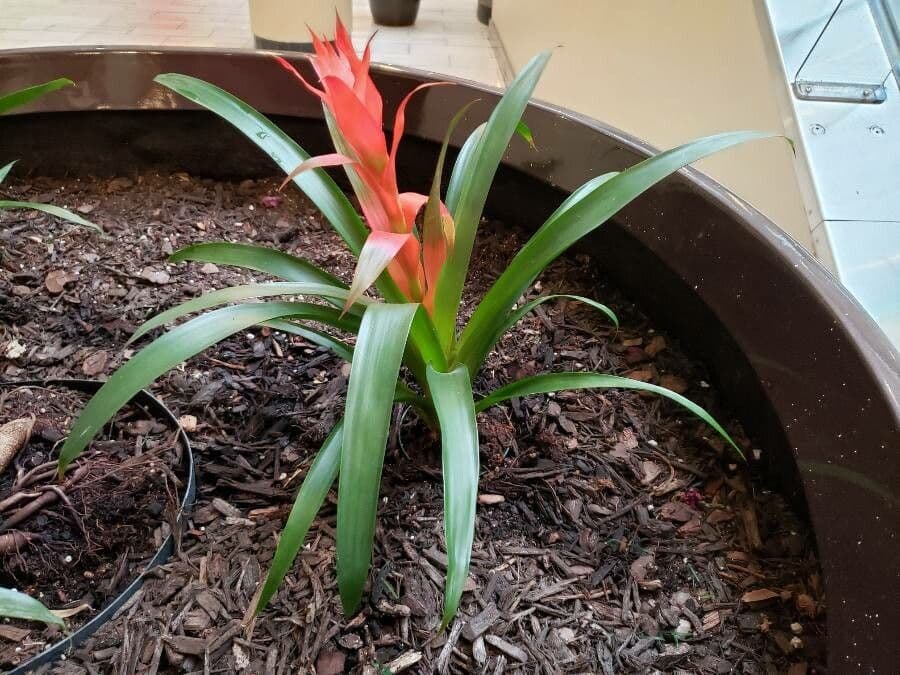 Guzmania monostachia 15