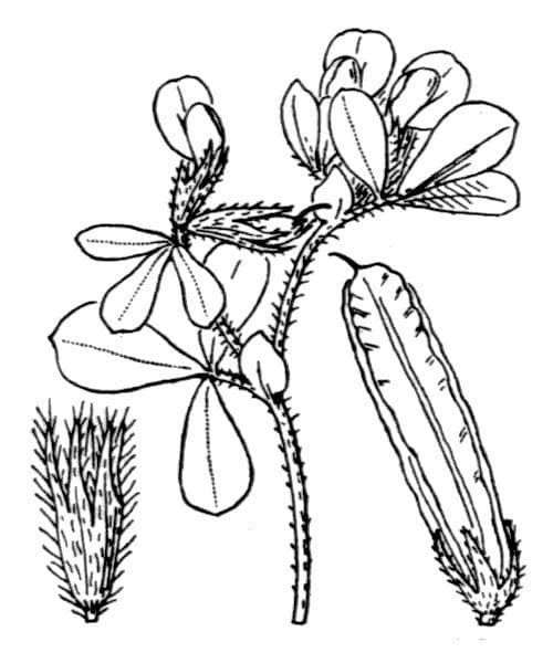 Hühnererbse 26