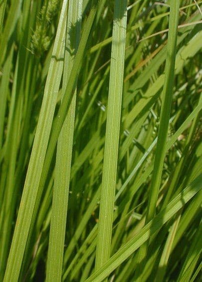 Carex vulpinoidea 23