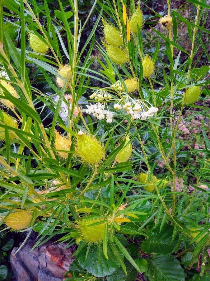 Gomphocarpus 23