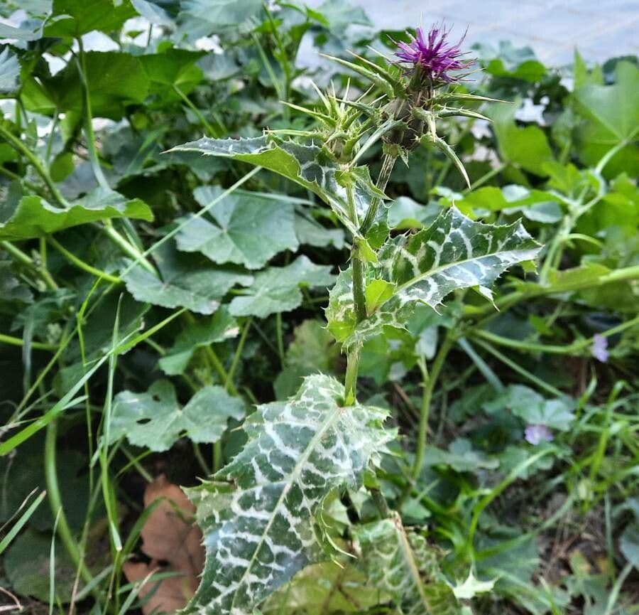 Mariendistel 15