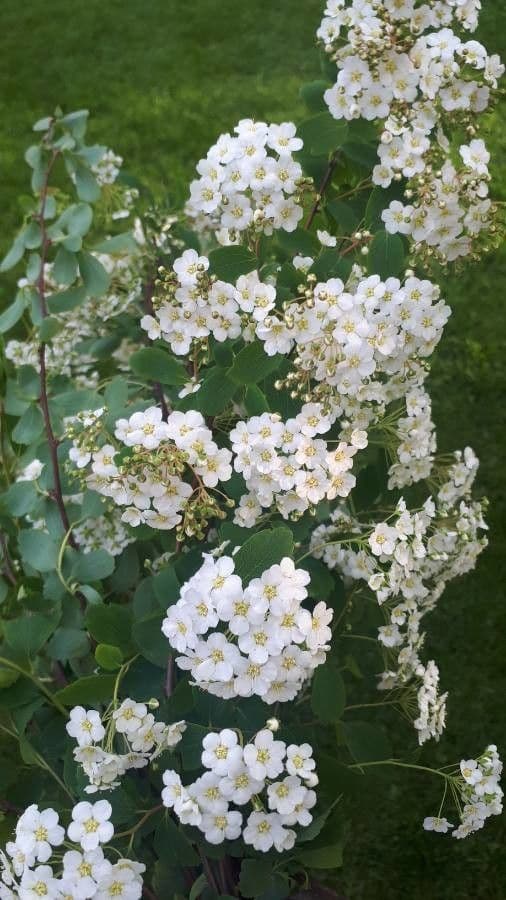 Spirea trilobata 9