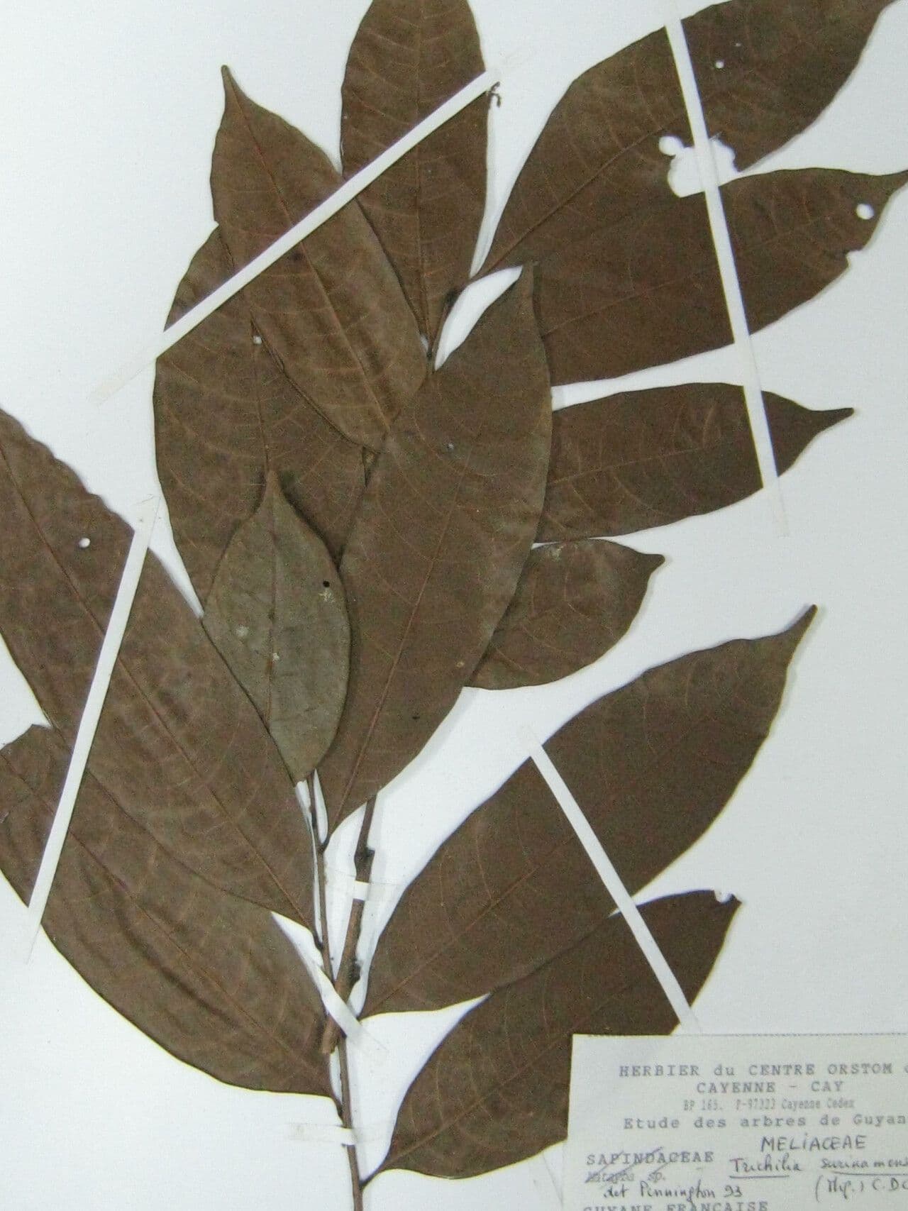 Trichilia 6