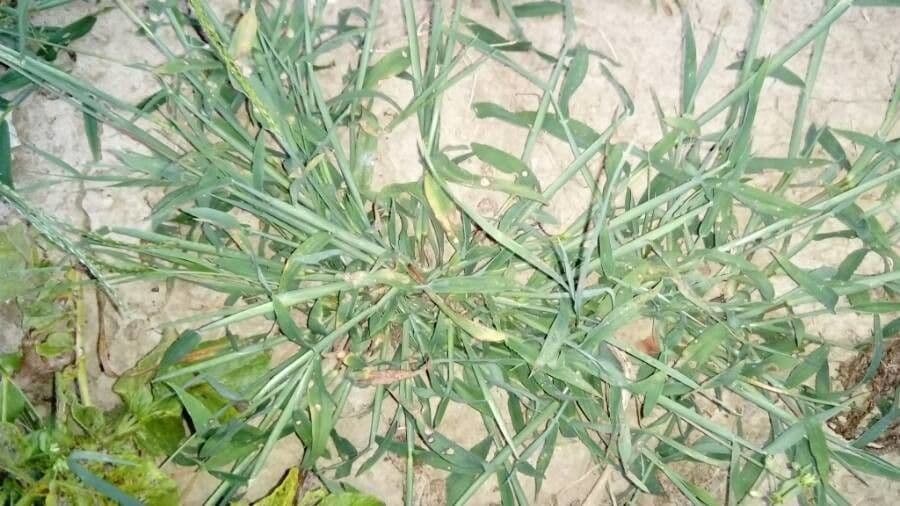 Paspalum scrobiculatum 14
