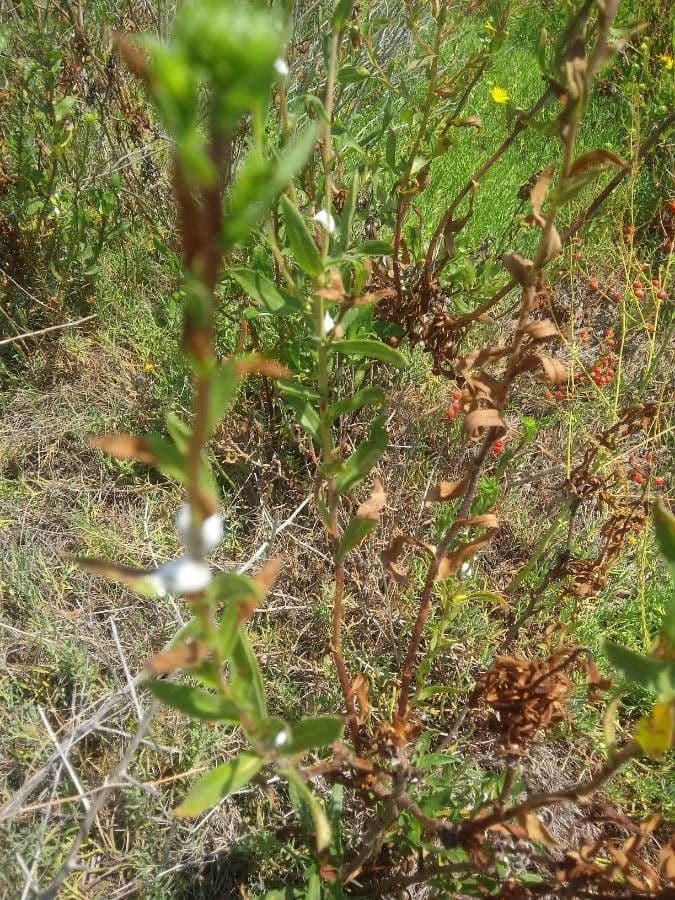 Grindelia 19