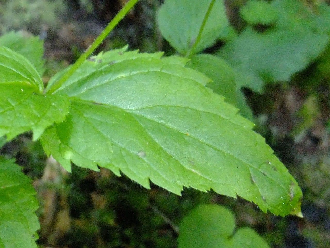 Nesselblättriger Ehrenpreis 16