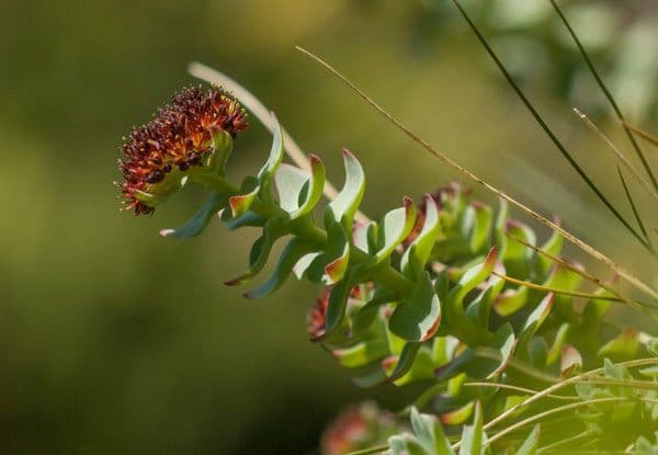 Rhodiola integrifolia 6