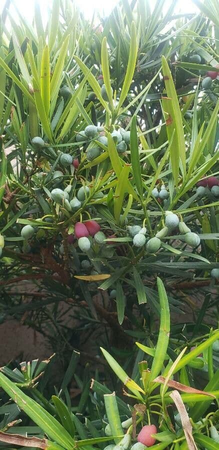 Podocarpus 9