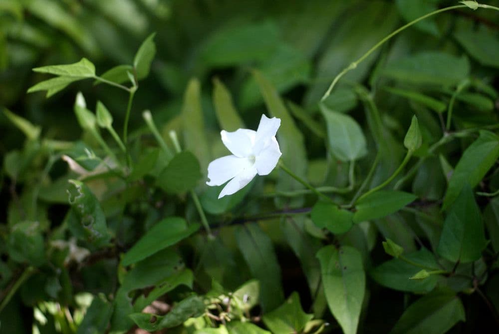 Thunbergia 20