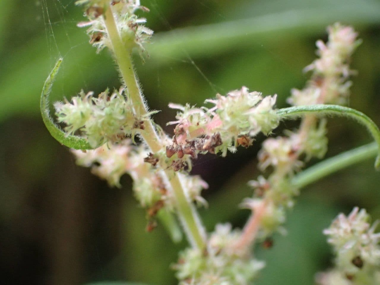 Gesnouinia 4