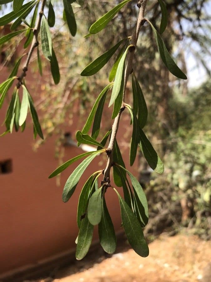 Argan 14