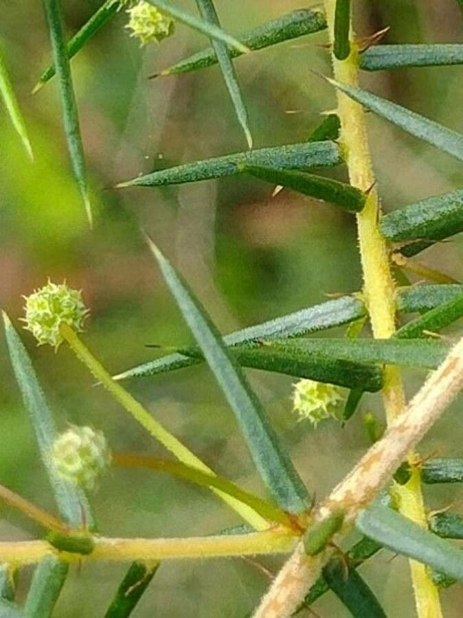 Acacia buisson 7
