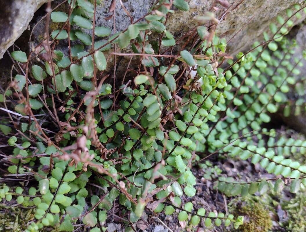 Erba rugginina 23