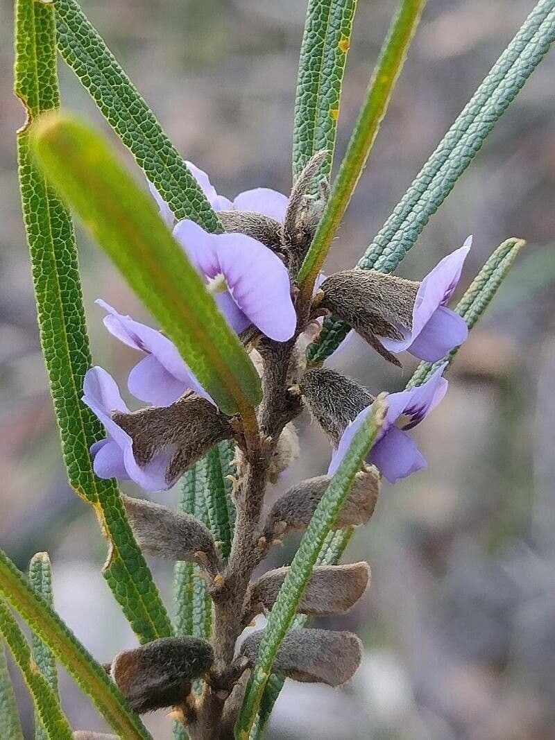 Hovea 2