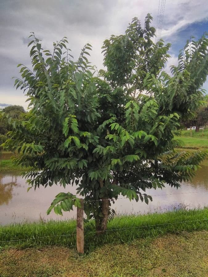 Annona crassiflora 11