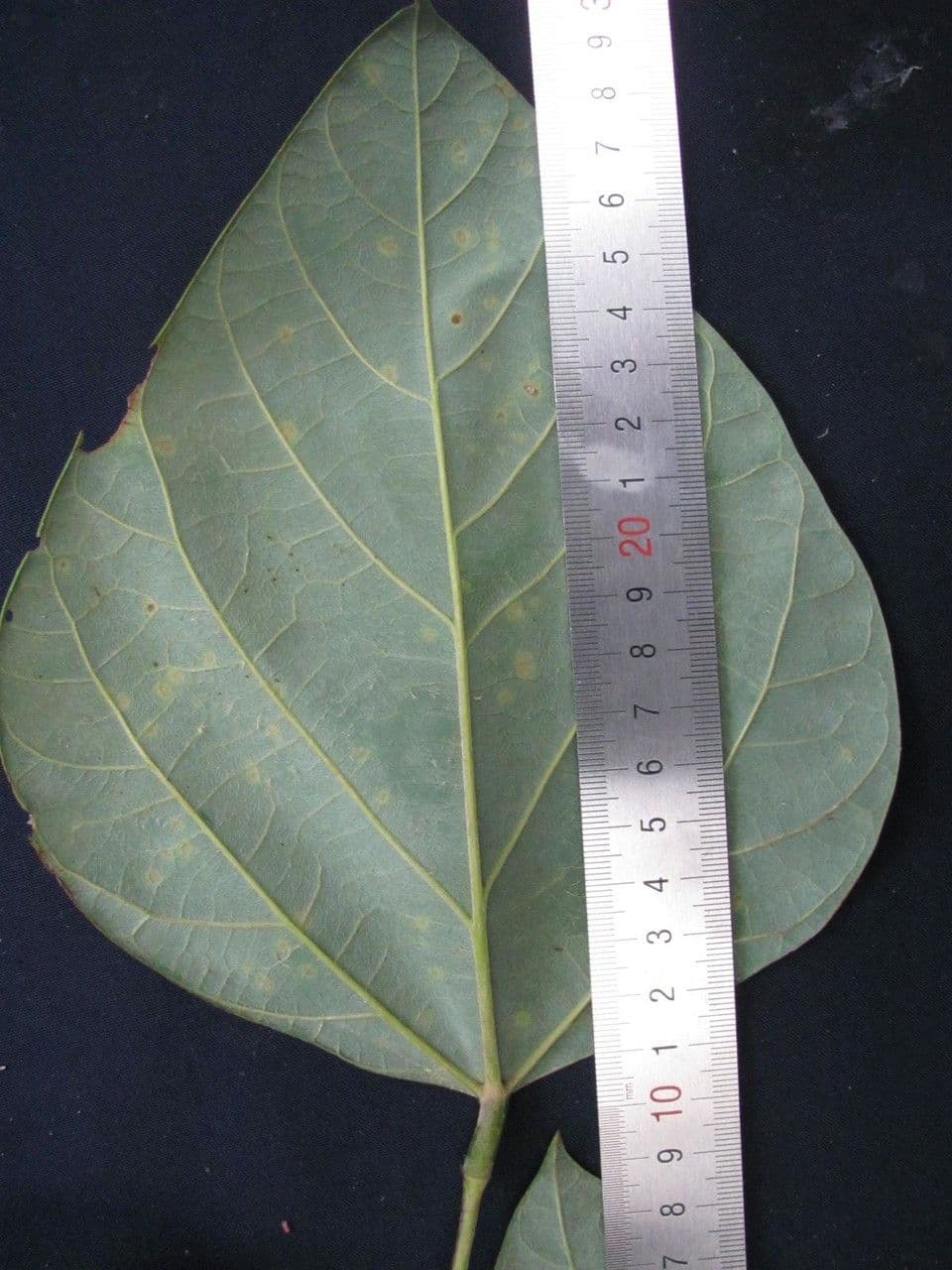 Erythrina 15