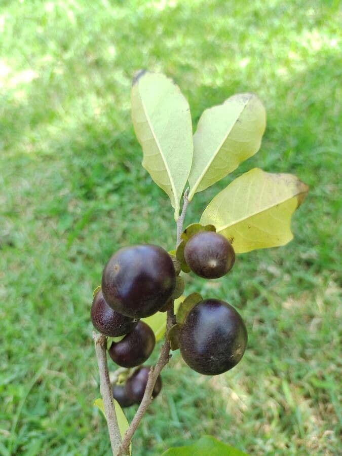 Diospyros 2