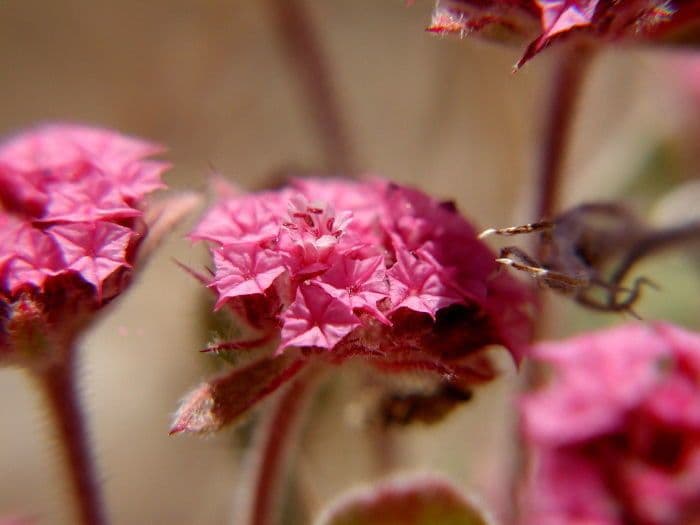 Chorizanthe 4