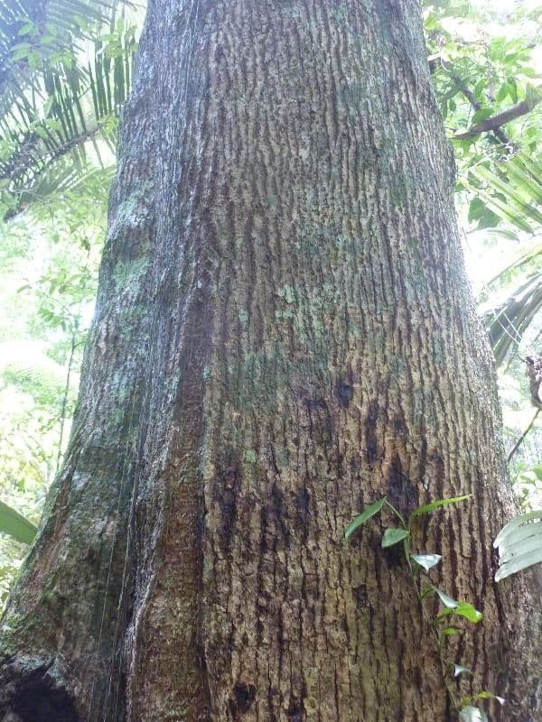Ocotea tomentosa 5