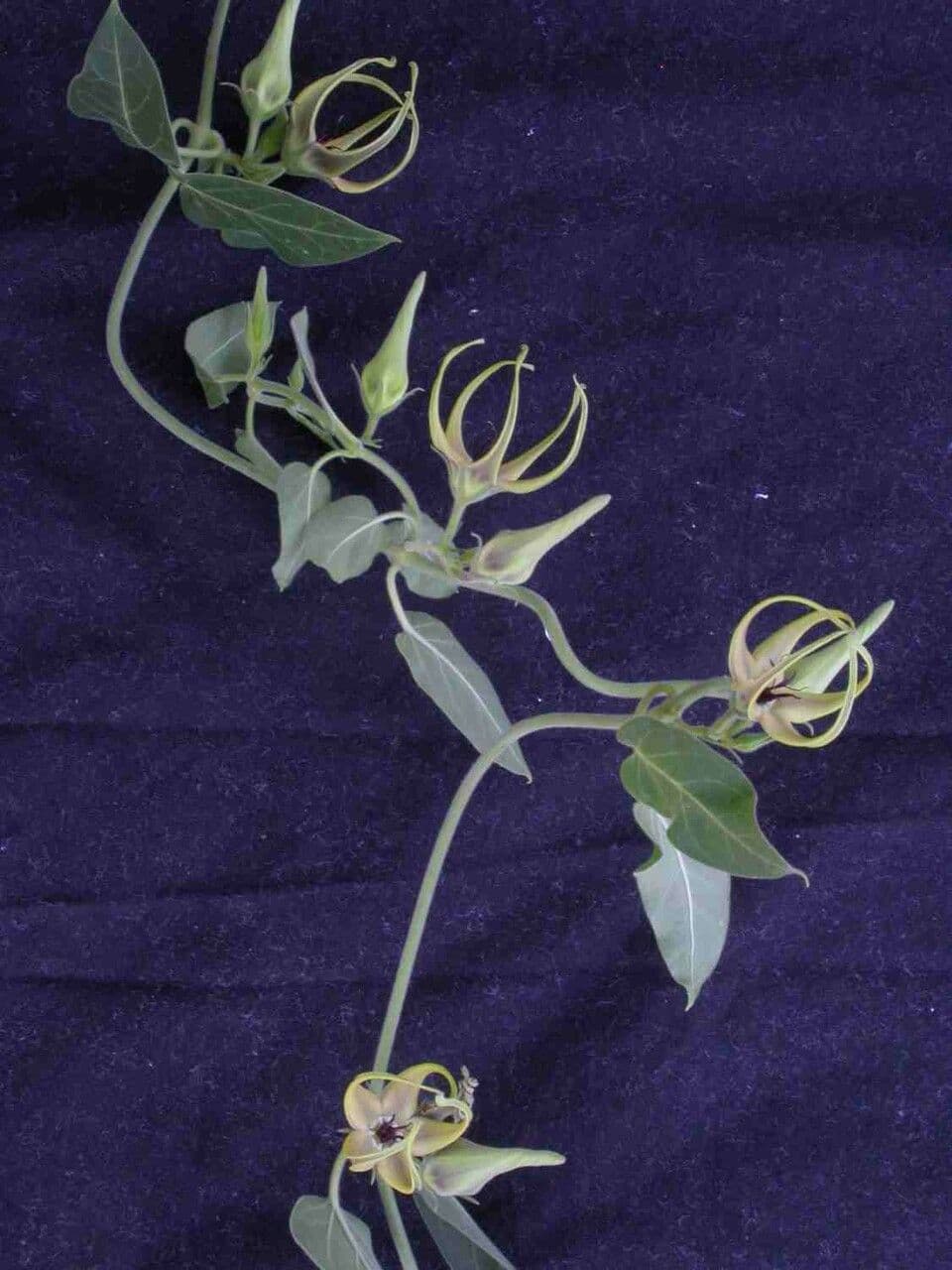 Oxypetalum