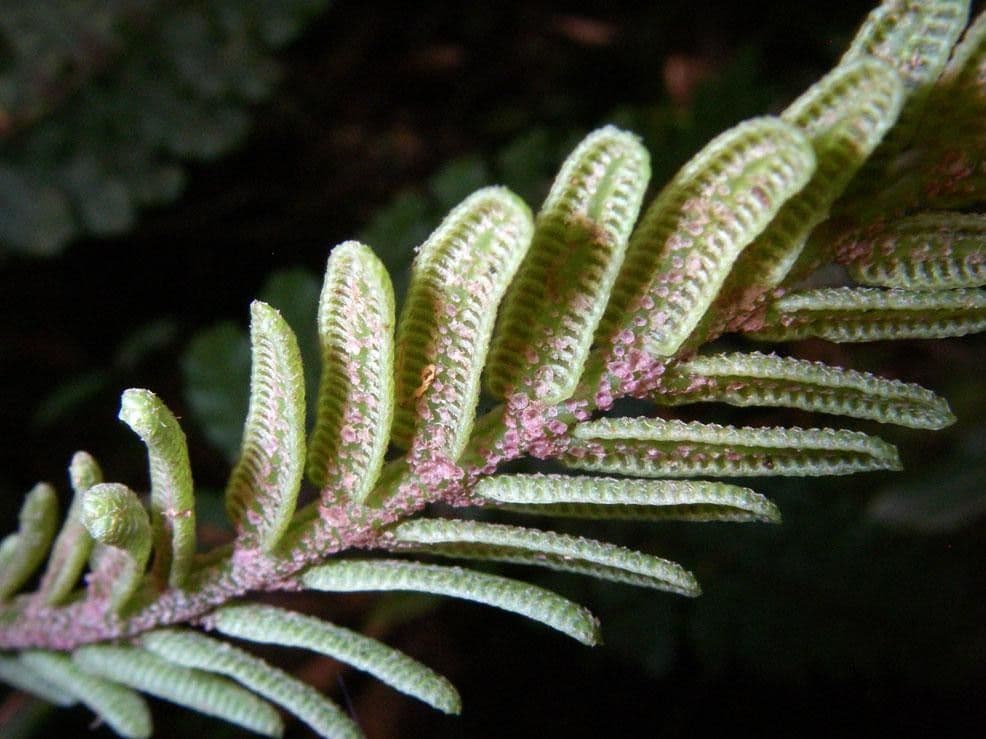Danaea 4