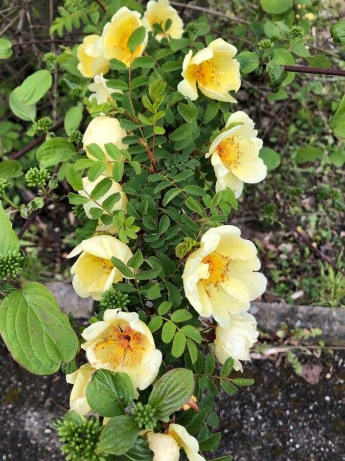 Rosa gialla 7