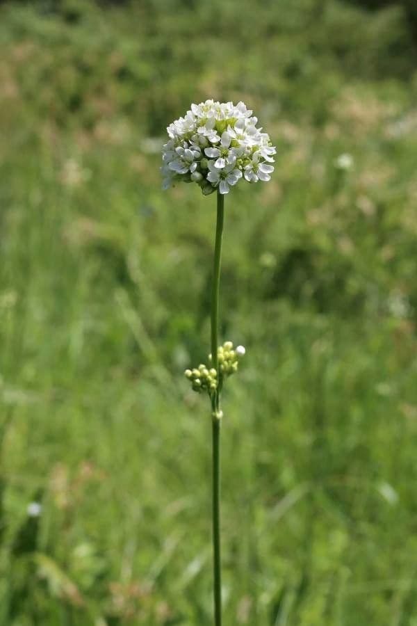 Silene 4